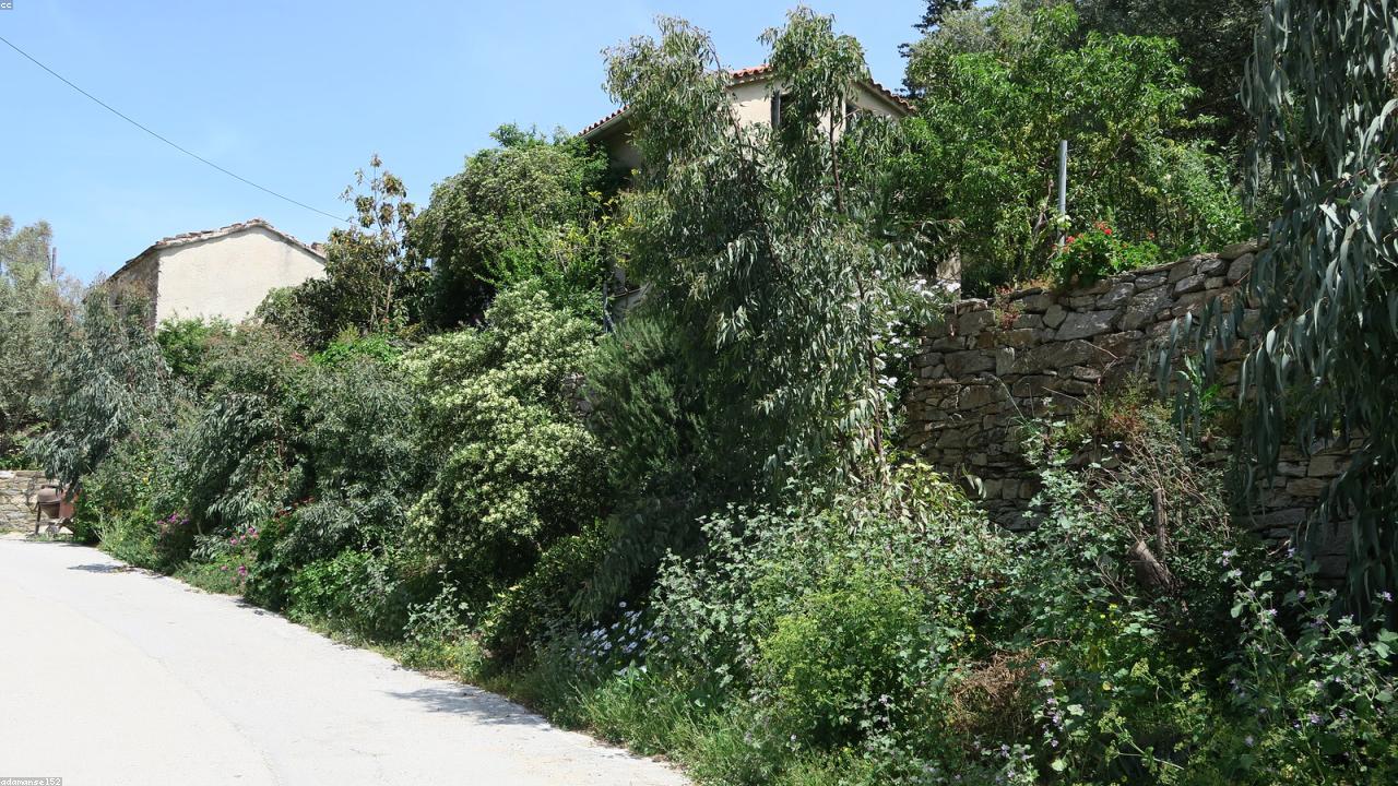 Ikaria