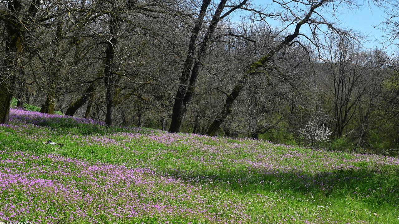 Ioannina